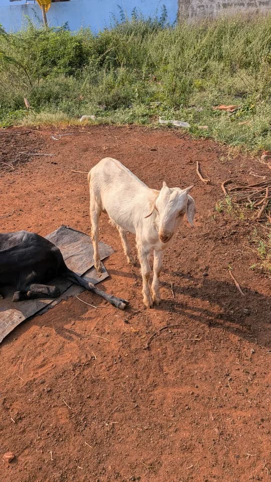 Others Goat in  KARNATAKA