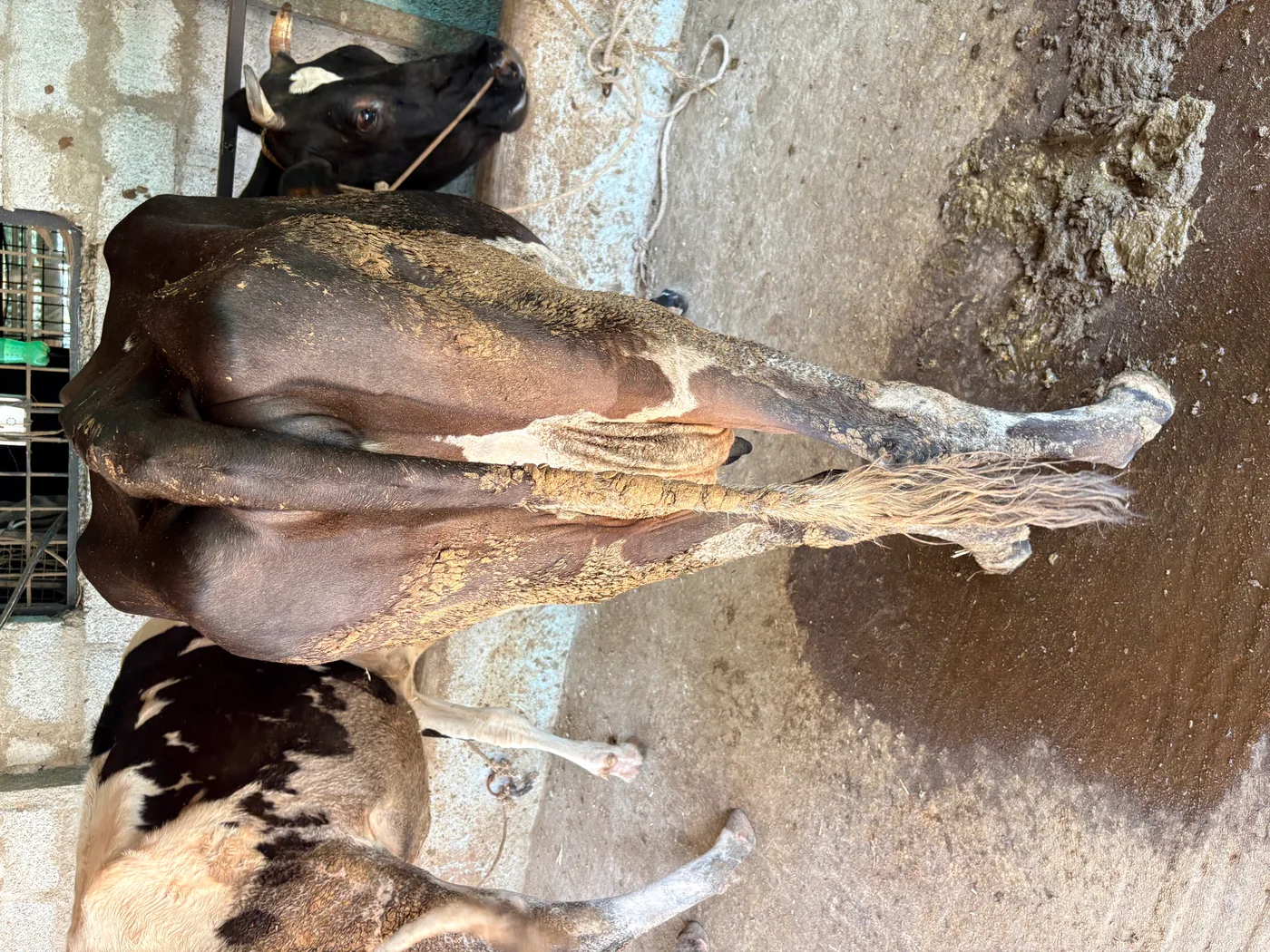 HF Cow in  KARNATAKA