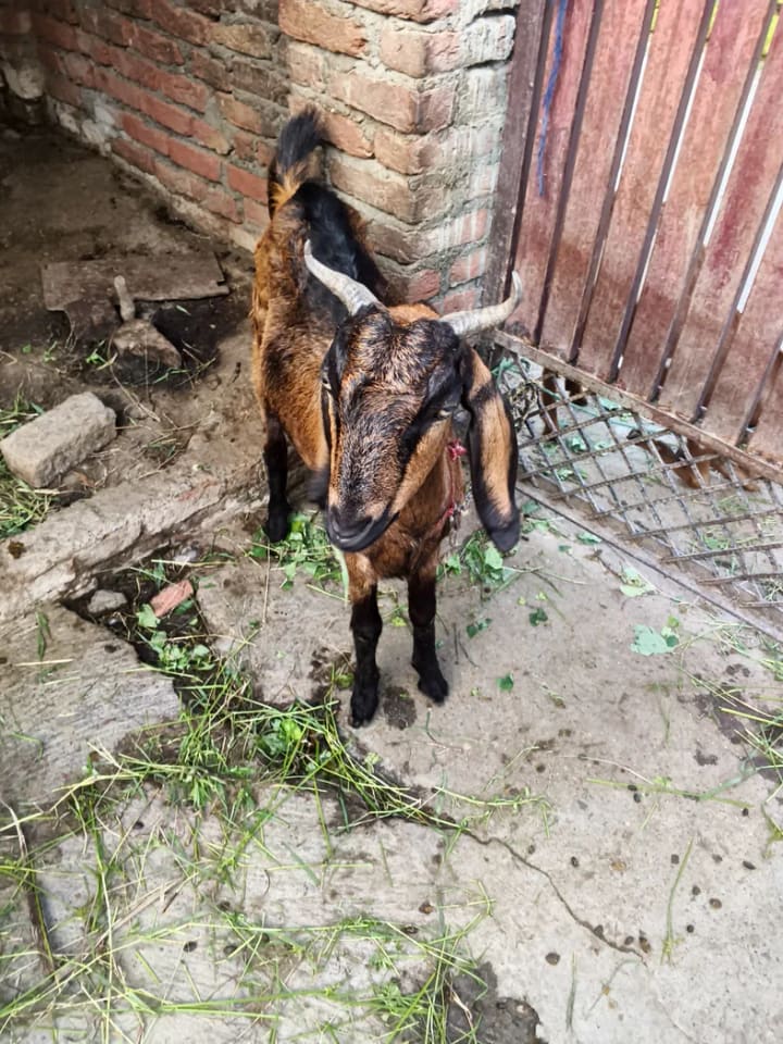 Sirohi Goat in  UTTARAKHAND