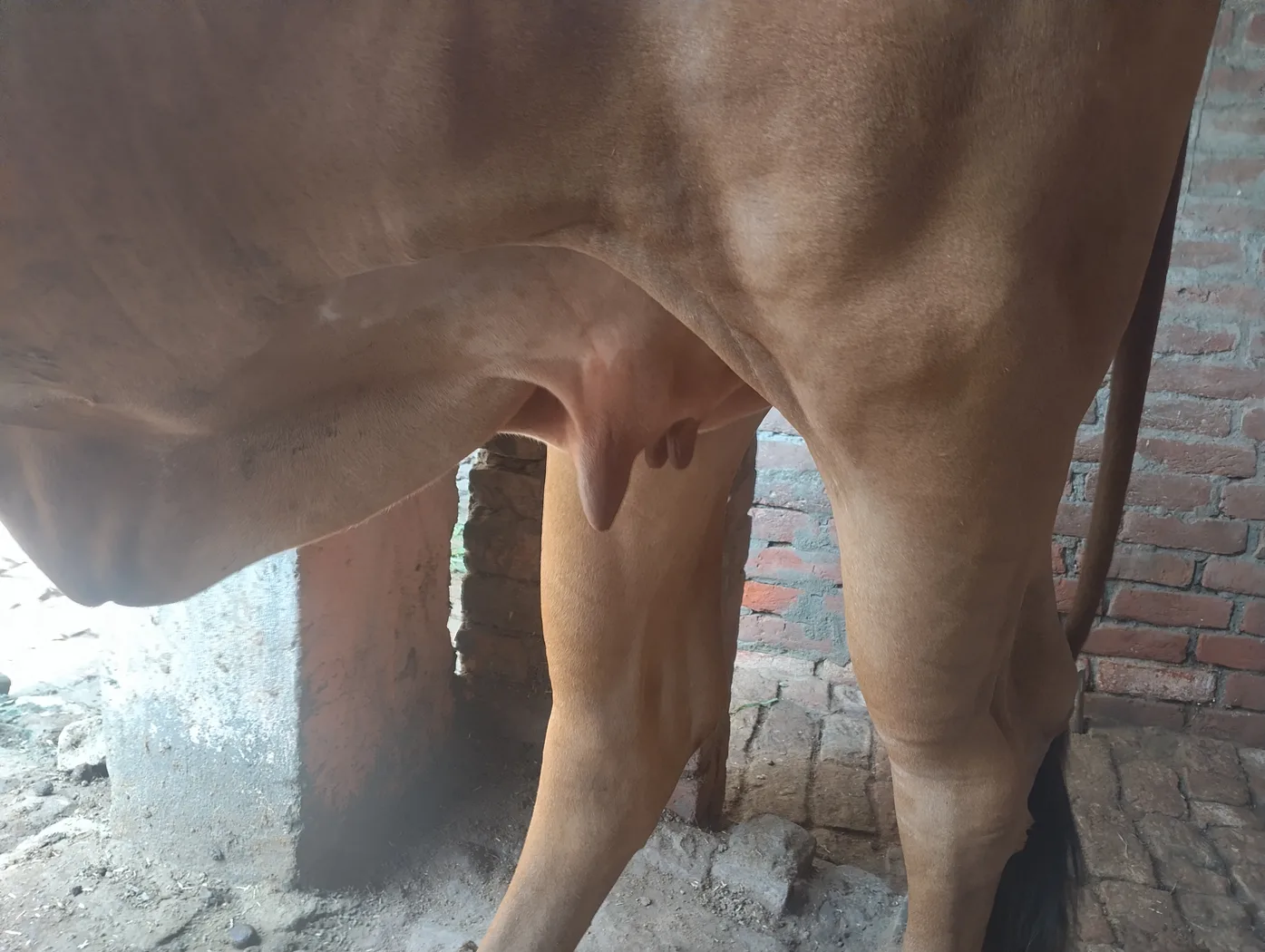 Gir Cow in  UTTAR PRADESH
