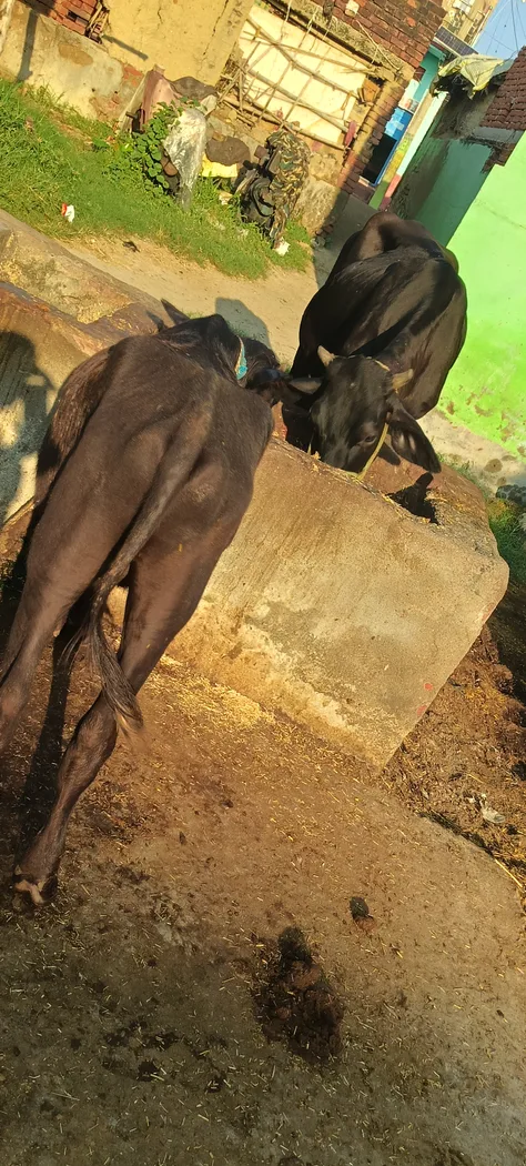 Others Buffalo in  BIHAR