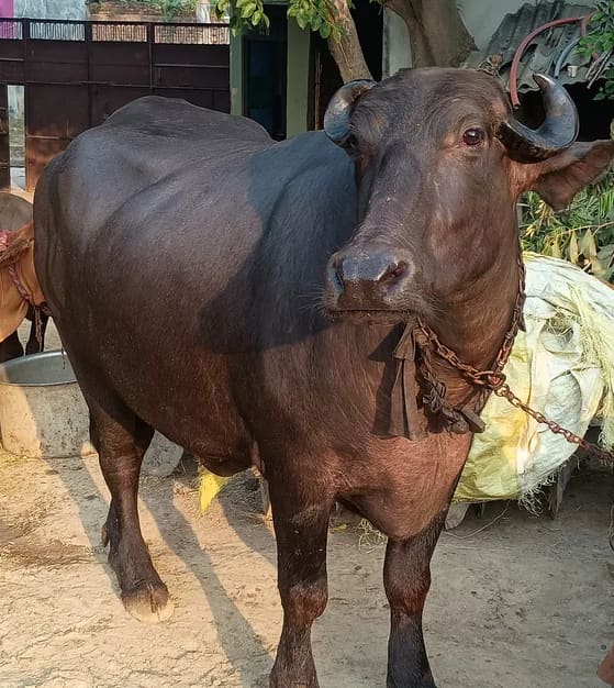 Murrah Heifer Buffalo M5131 in  UTTAR PRADESH