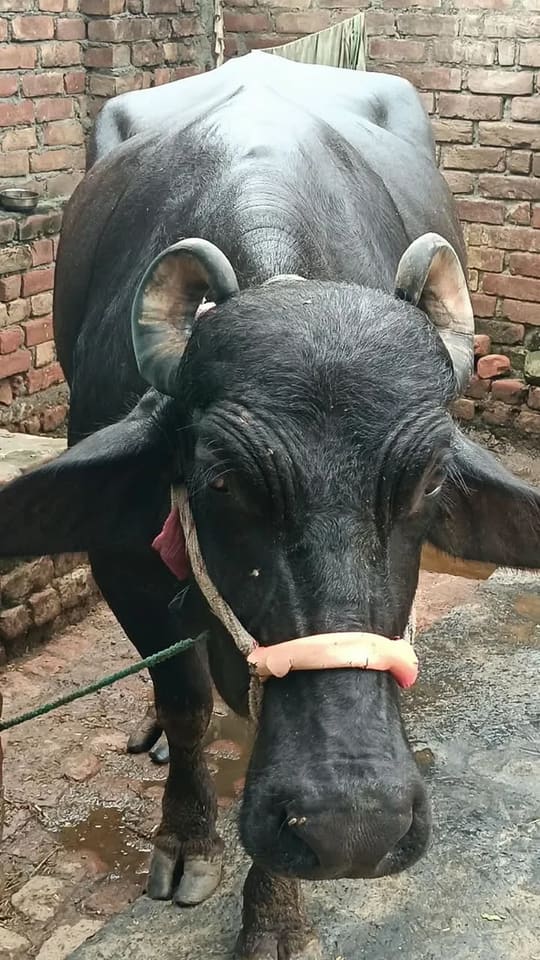 Murrah Buffalo in  UTTAR PRADESH