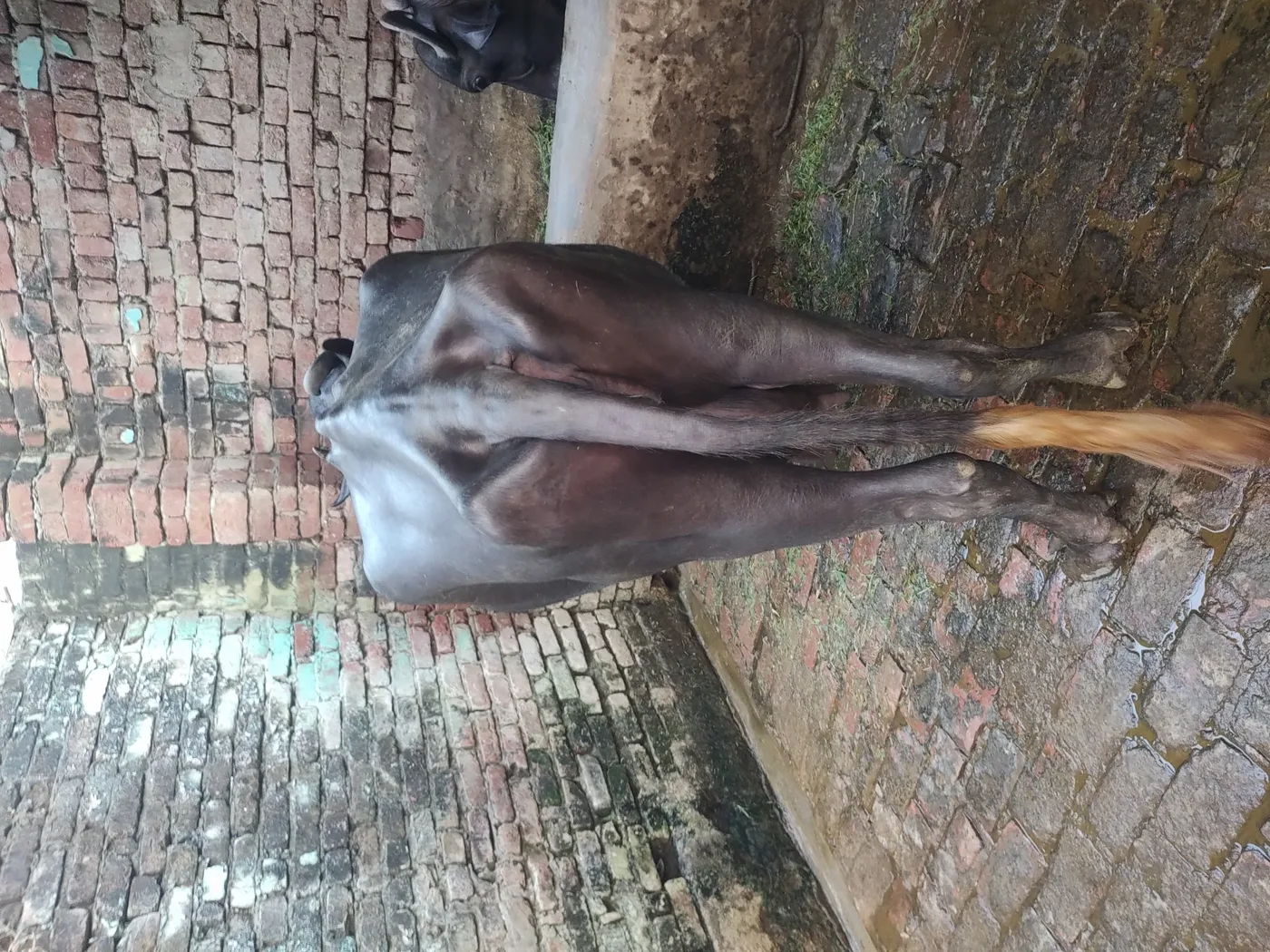Murrah Buffalo in  UTTAR PRADESH