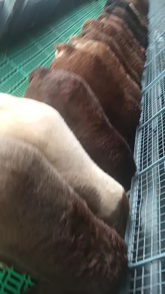 Sindhanoor Sheep in  KARNATAKA