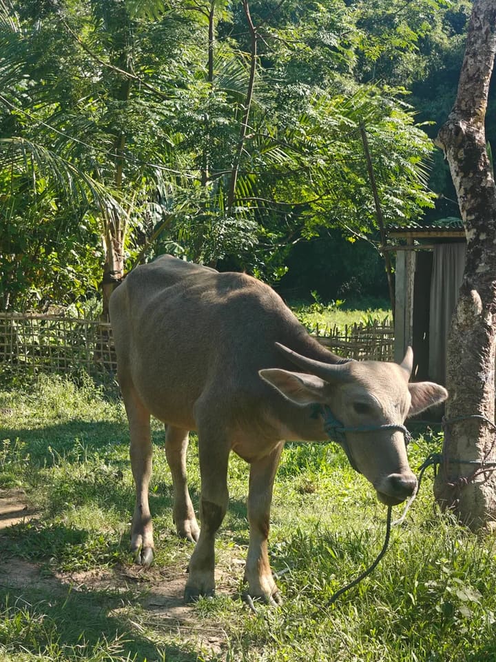Jafarabadi Buffalo J0485 in  MEGHALAYA