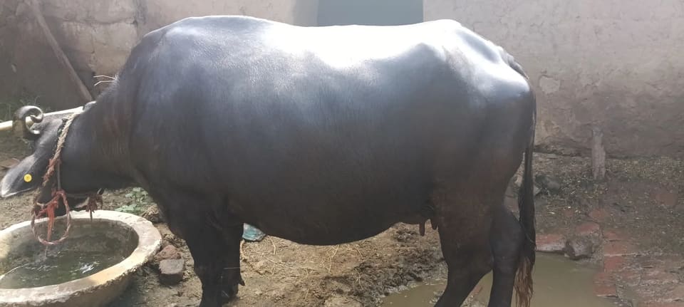 Others Buffalo in  BIHAR