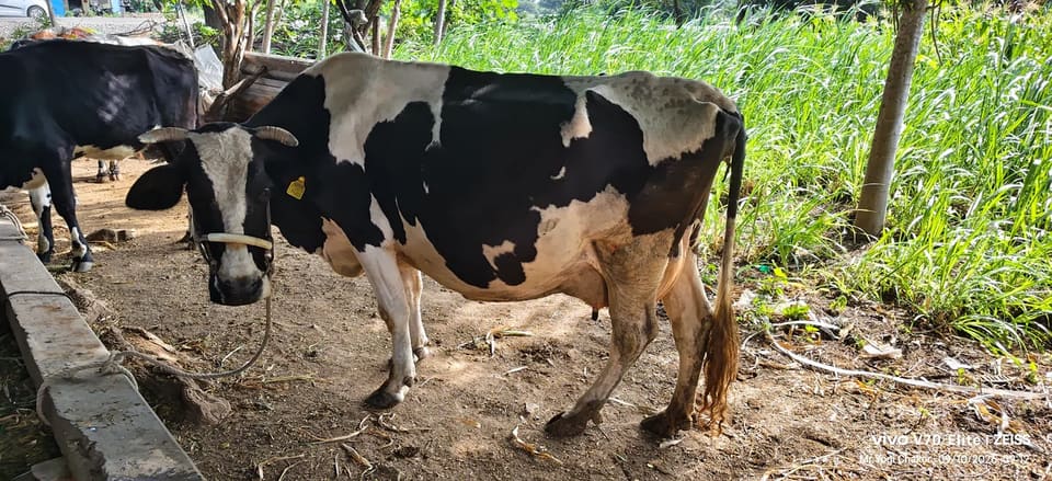 HF Cow in  MAHARASHTRA
