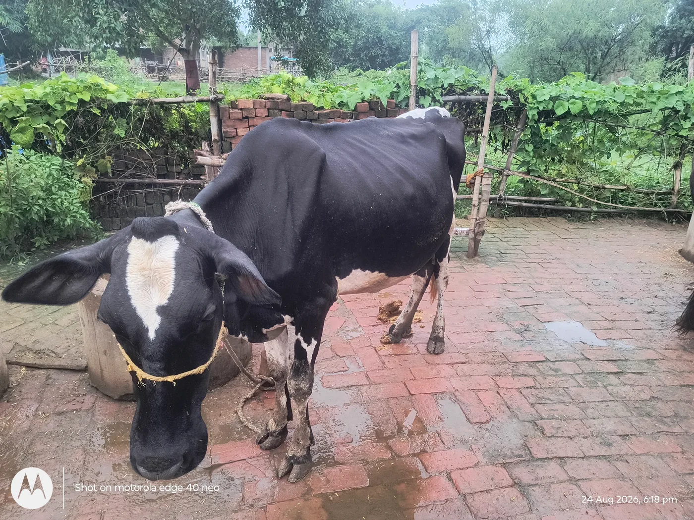 HF Cow H3146 in  UTTAR PRADESH