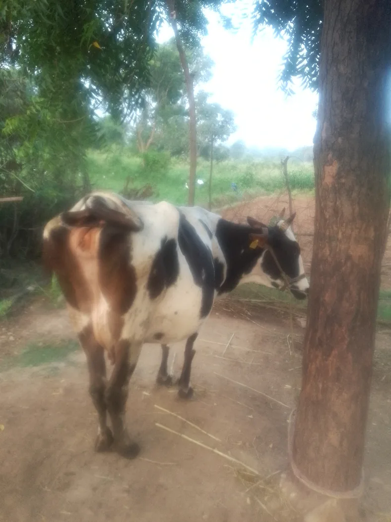 HF Cow in  RAJASTHAN