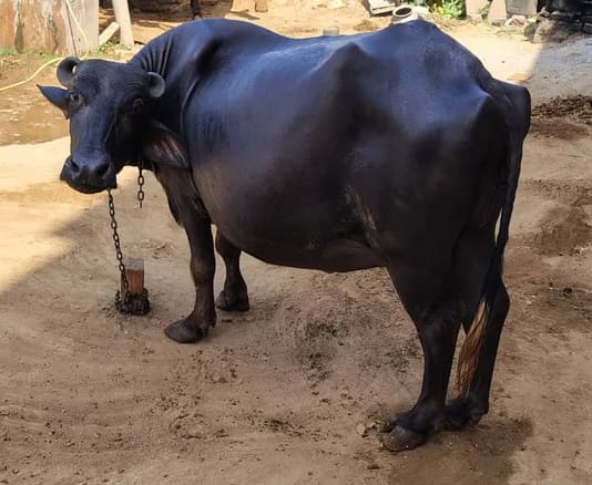 Murrah Buffalo in  RAJASTHAN