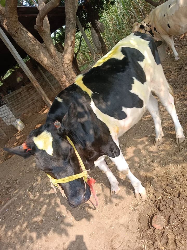 HF Cow in  MAHARASHTRA