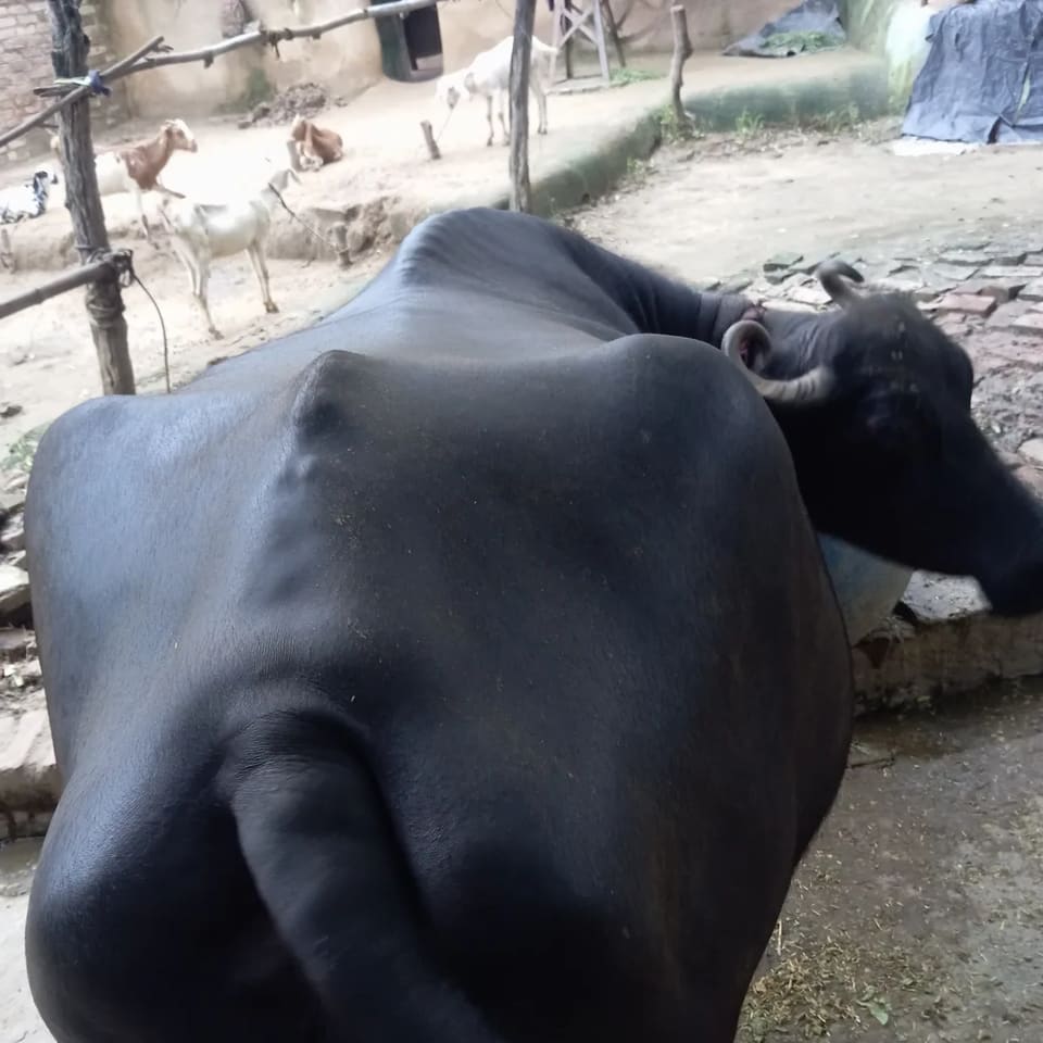 Others Buffalo in  UTTAR PRADESH