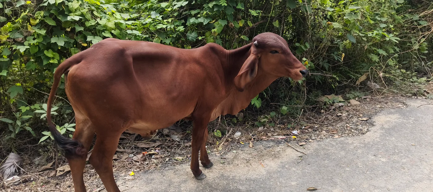 Girii Sand O0893 in  UTTAR PRADESH
