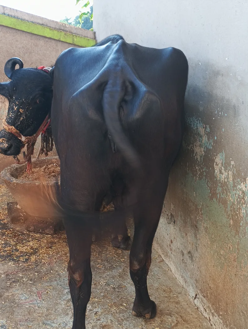 Murrah Buffalo in  UTTAR PRADESH