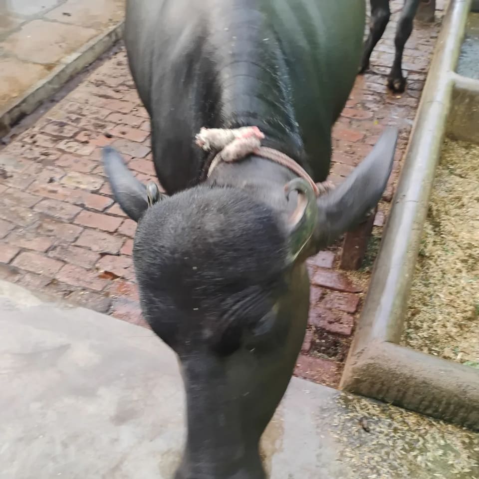 Murrah Buffalo in  UTTAR PRADESH
