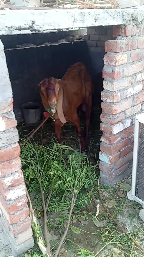 Beetal Goat B0511 in  PUNJAB
