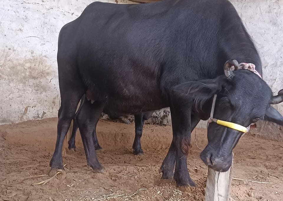 Murrah Buffalo in  RAJASTHAN