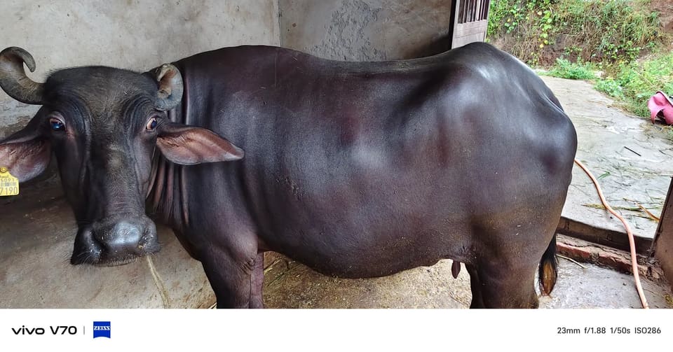Banni  Buffalo B0561 in RAJASTHAN