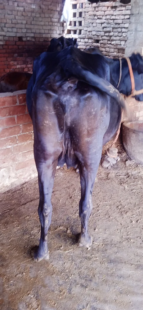 Others Cow in  UTTAR PRADESH