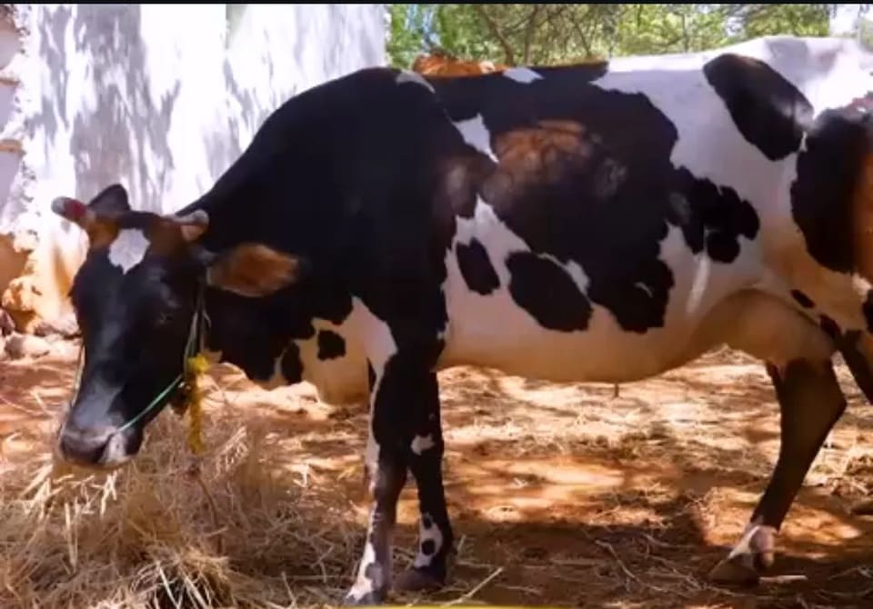 HF Heifer Cow H3360 in  KARNATAKA