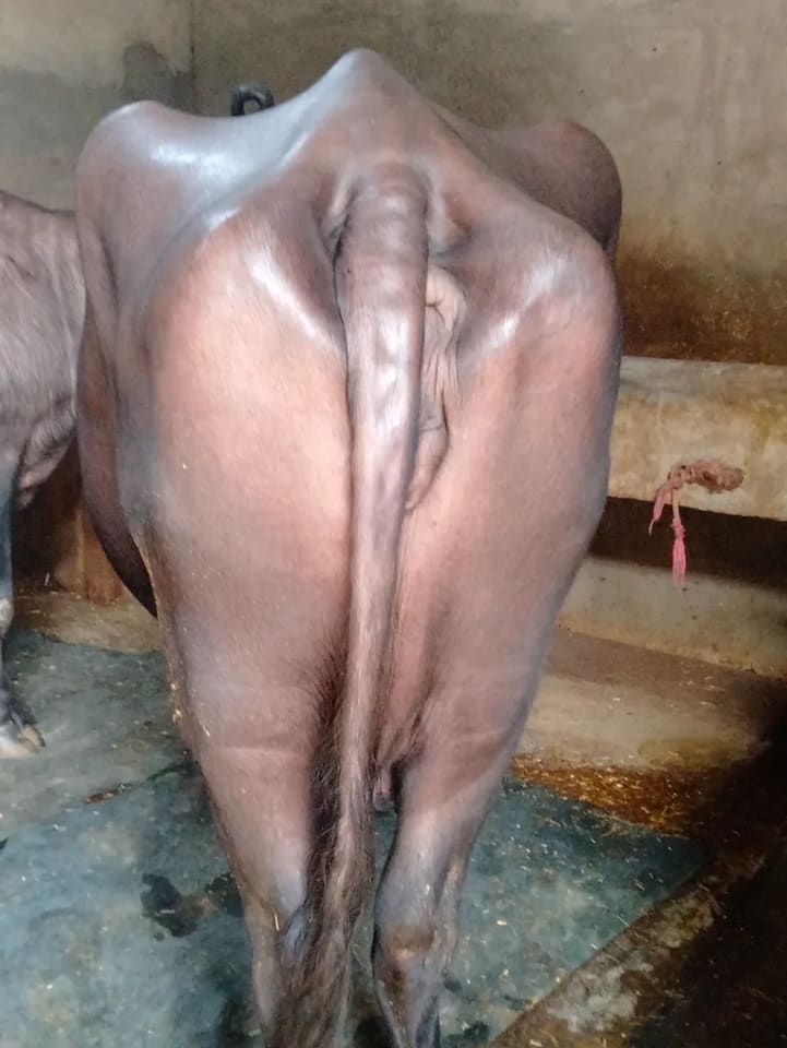 Murrah Buffalo in  UTTAR PRADESH