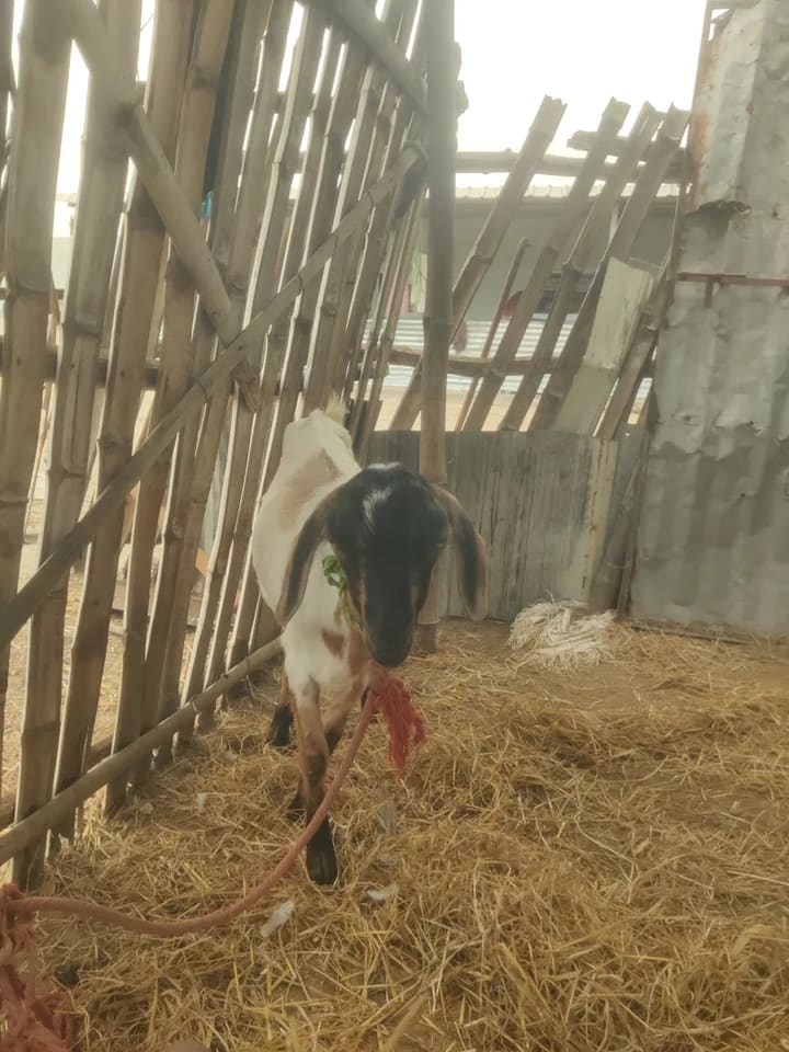 Barbari Goat in  TAMIL NADU