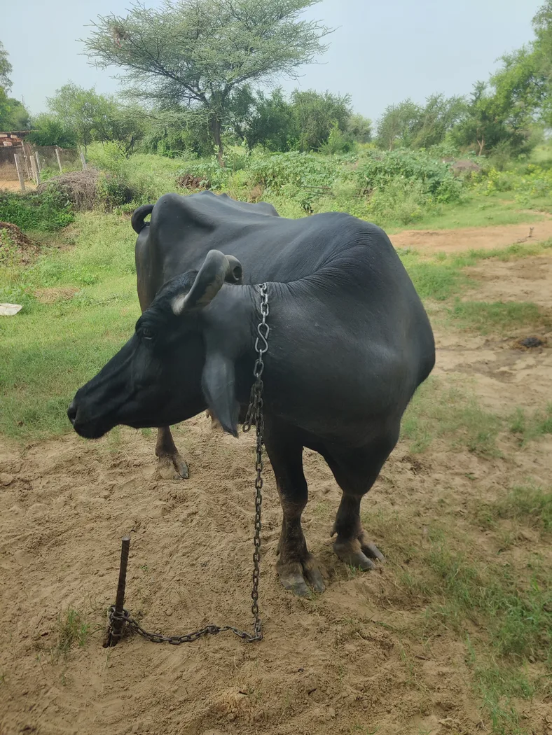 Others Buffalo in  RAJASTHAN
