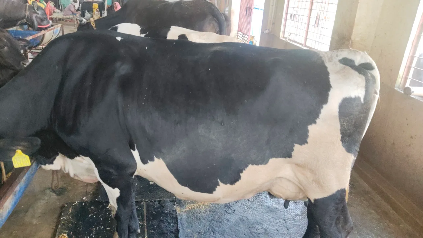 HF Cow in  UTTAR PRADESH