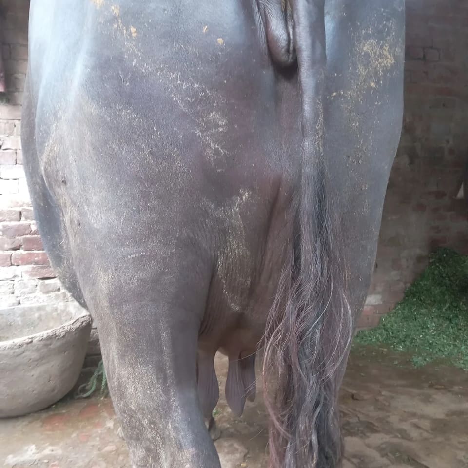 Murrah Buffalo in  UTTAR PRADESH