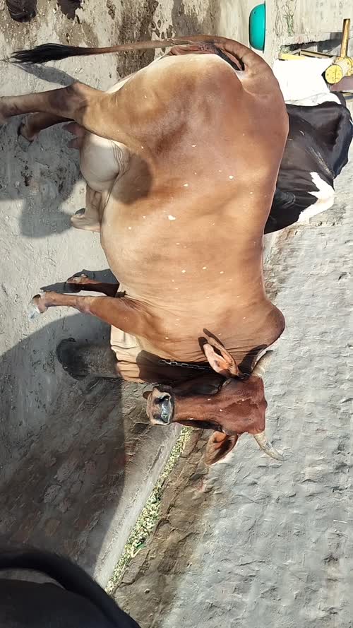 Sahiwal Cow S1907 in  RAJASTHAN
