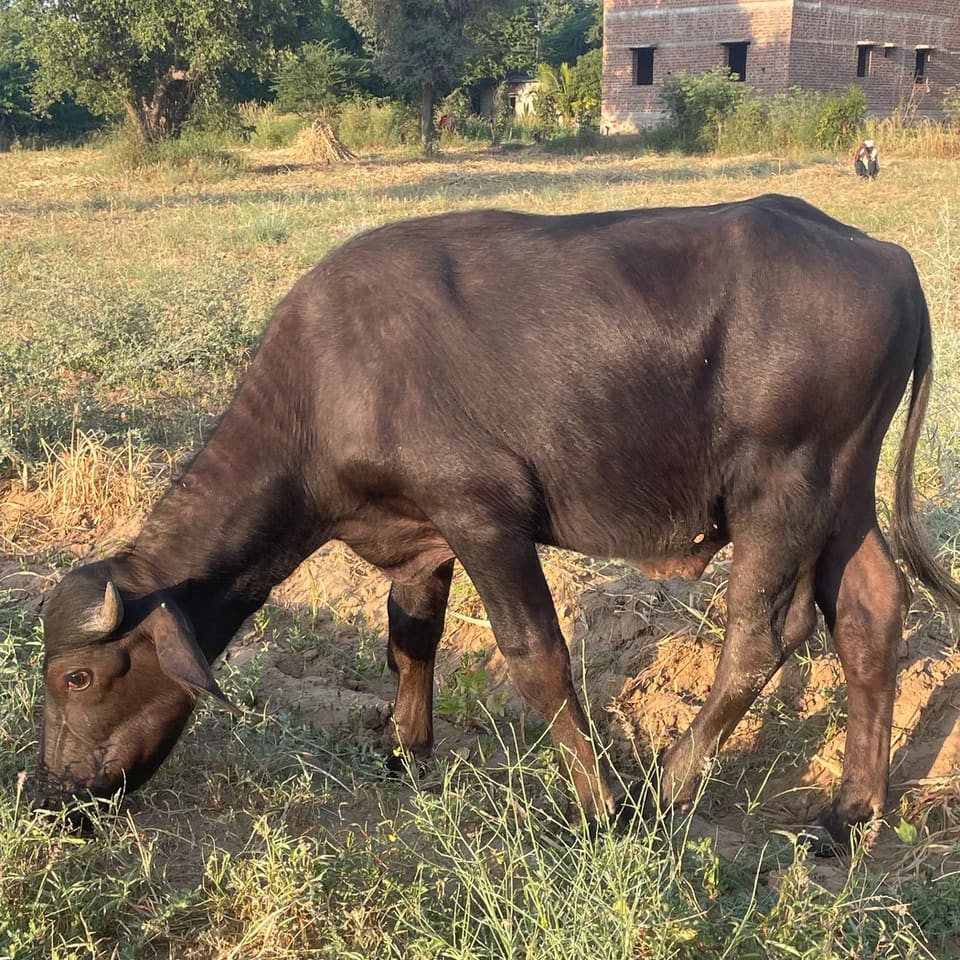 Jafarabadi Buffalo J0496 in  RAJASTHAN
