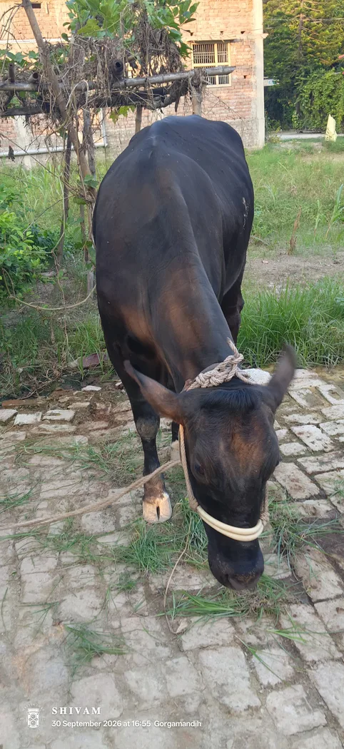 HF Cow in  BIHAR