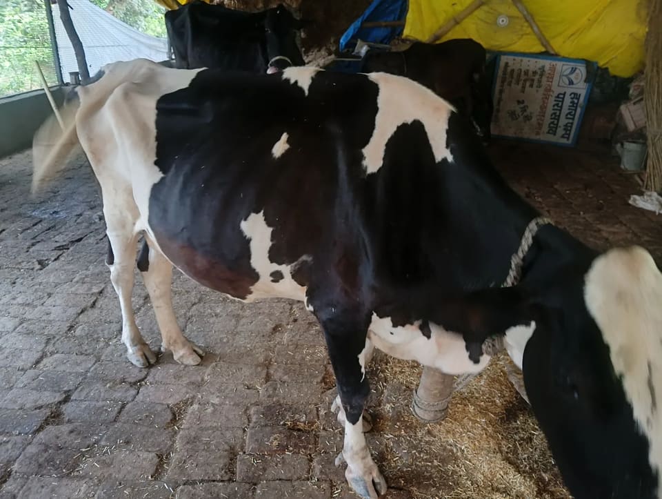 HF Cow H3232 in  UTTAR PRADESH