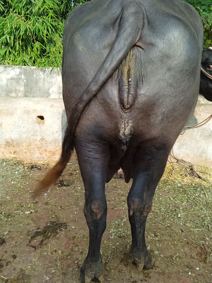 Others Buffalo in  HIMACHAL PRADESH