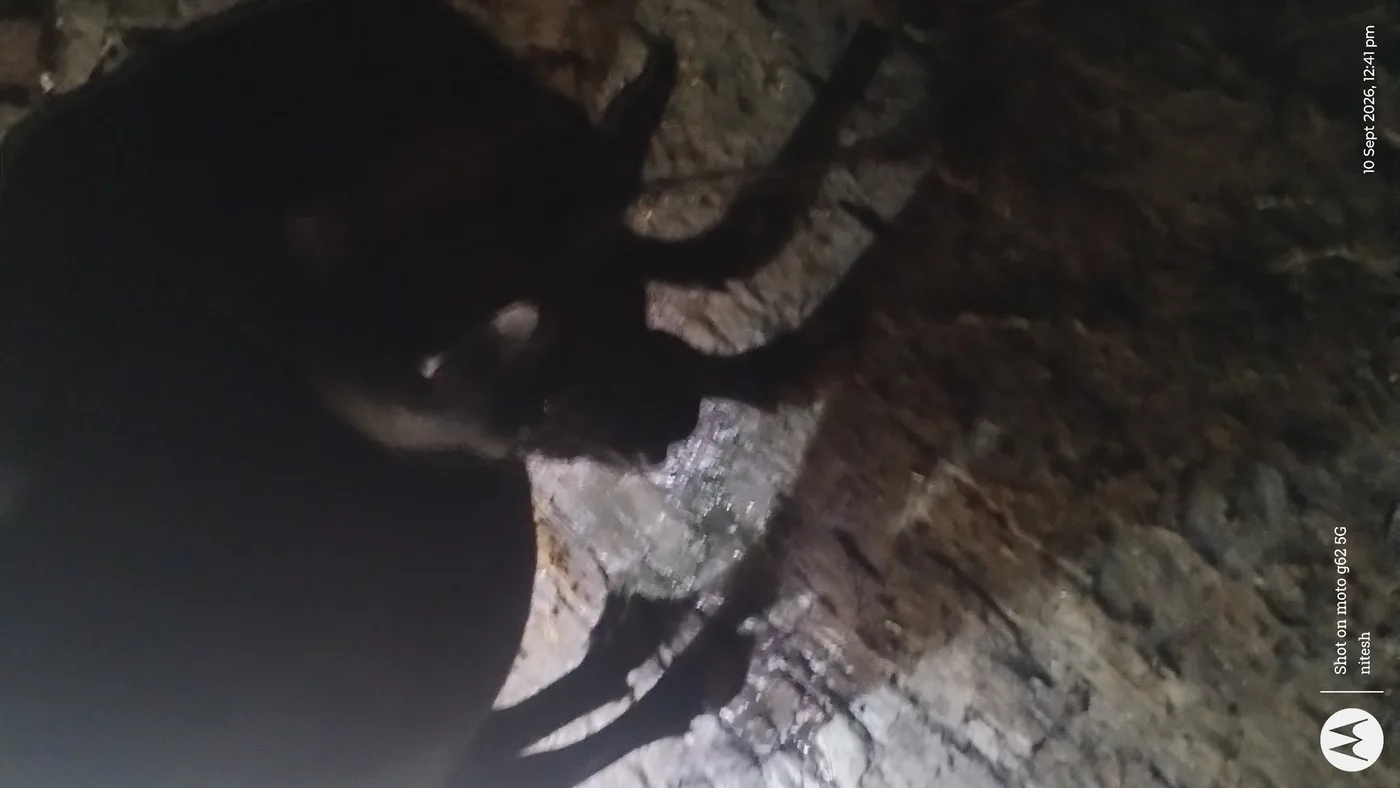 Murrah Buffalo in  UTTAR PRADESH