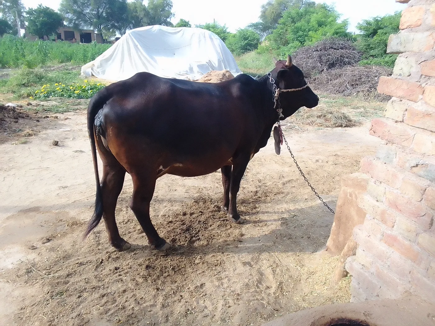 Others Cow in  RAJASTHAN