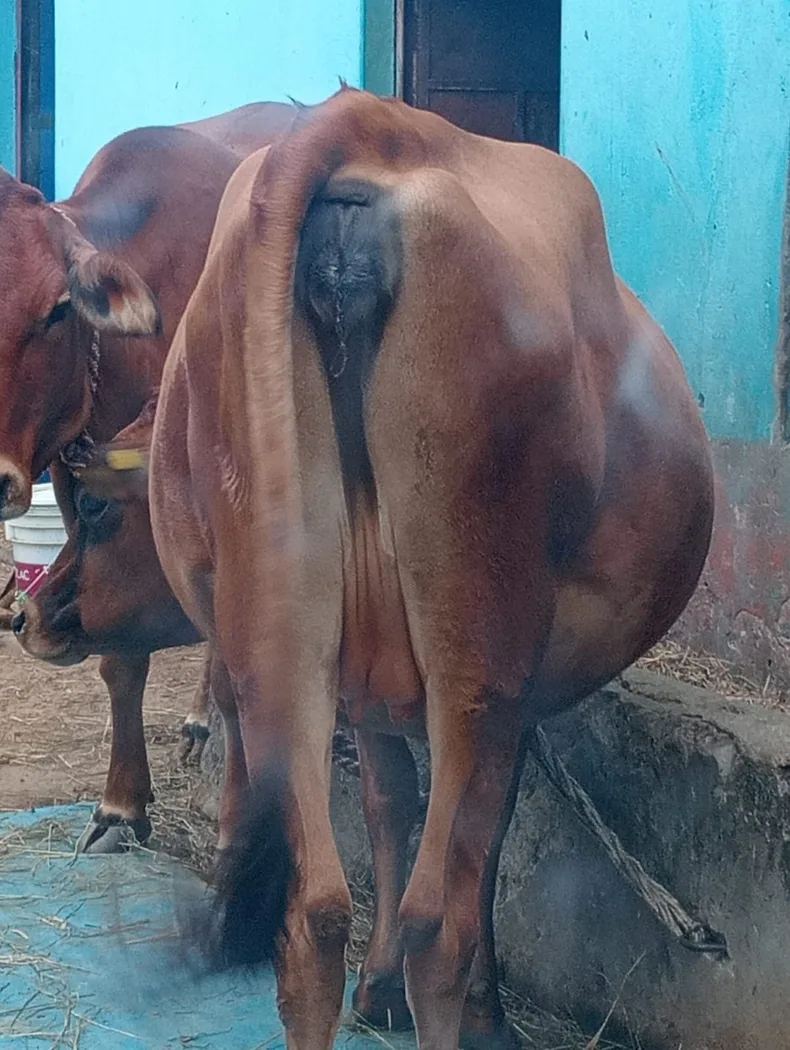 Jersey Cow in  HIMACHAL PRADESH