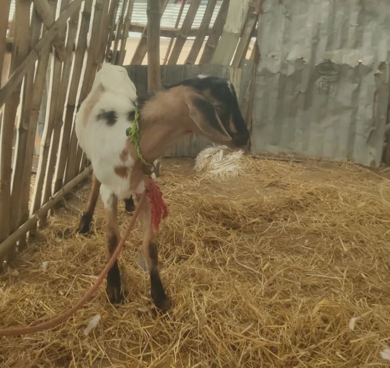 Barbari Goat in  TAMIL NADU