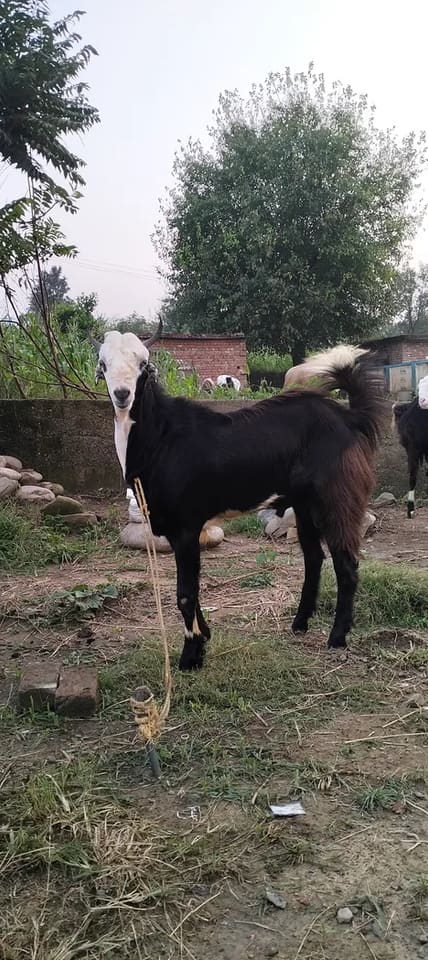 Beetal Goat B0505 in  JAMMU AND KASHMIR