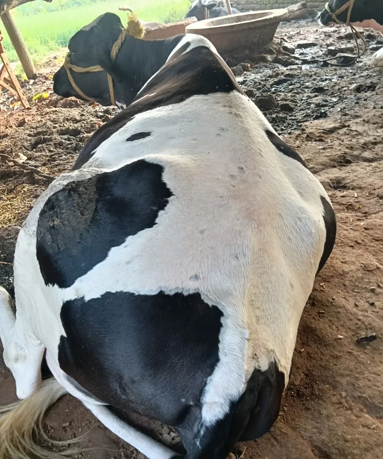 HF Cow in  JHARKHAND