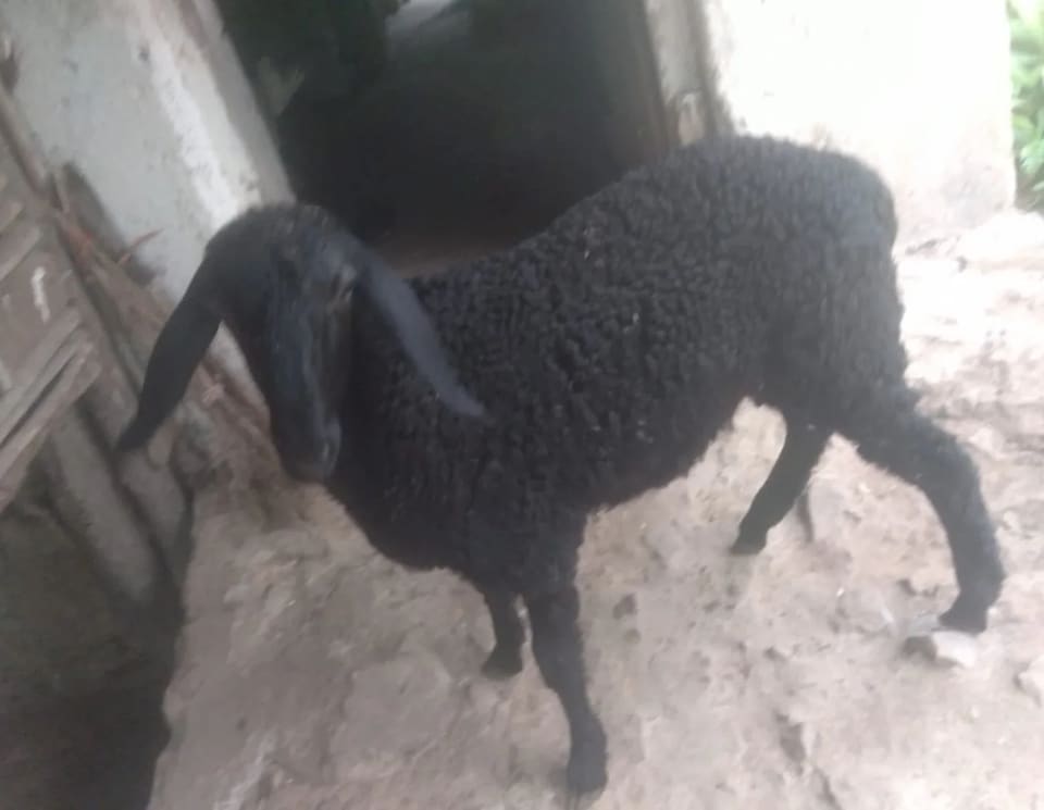 Gavran Male Goat O0227 in  MAHARASHTRA