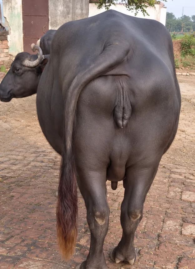 Others Buffalo in  UTTAR PRADESH