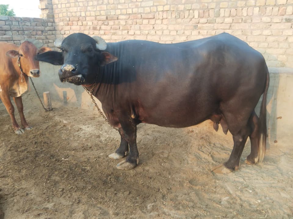 Murrah mix Buffalo O0750 in RAJASTHAN