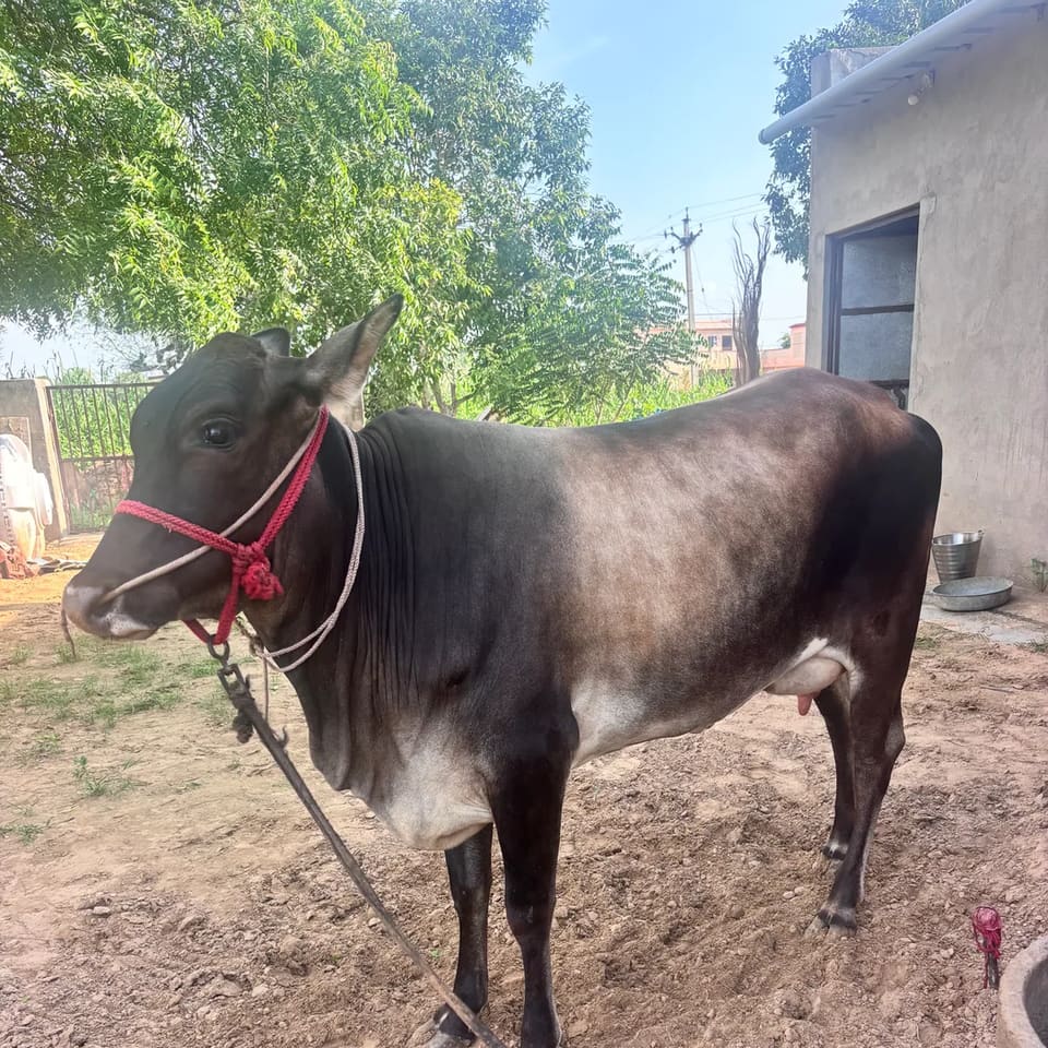Sahiwal Cow S1845 in  RAJASTHAN