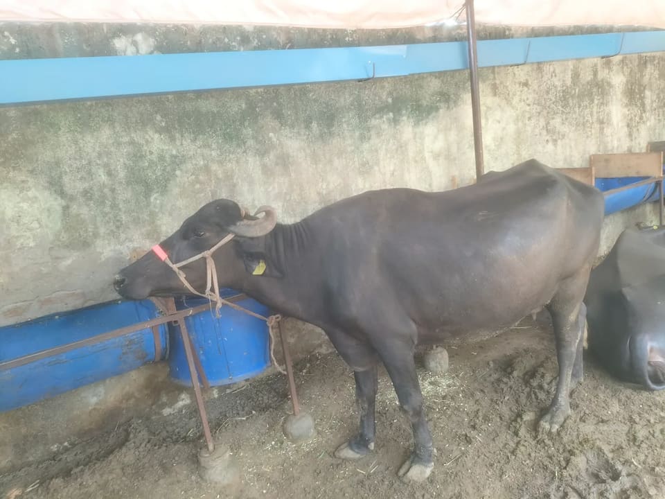kungi Buffalo O0678 in  RAJASTHAN