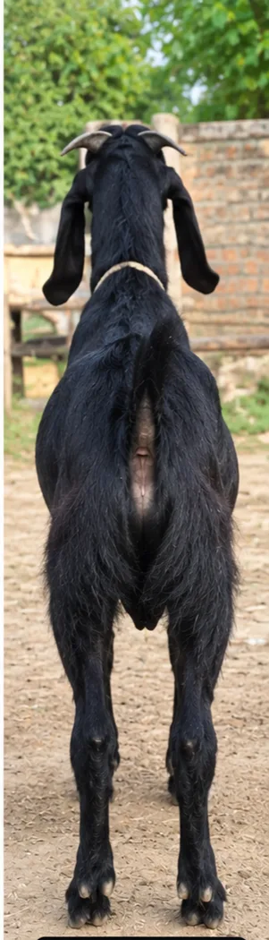Beetal Goat in  UTTAR PRADESH