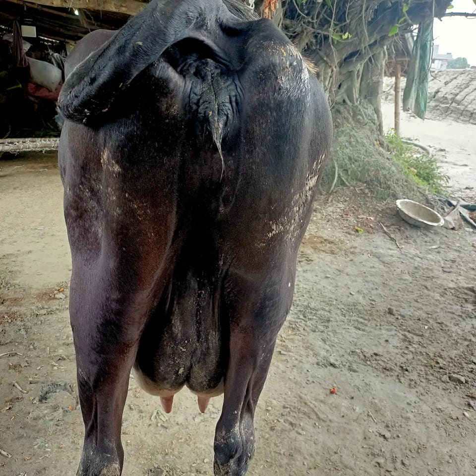 HF Cow in  BIHAR