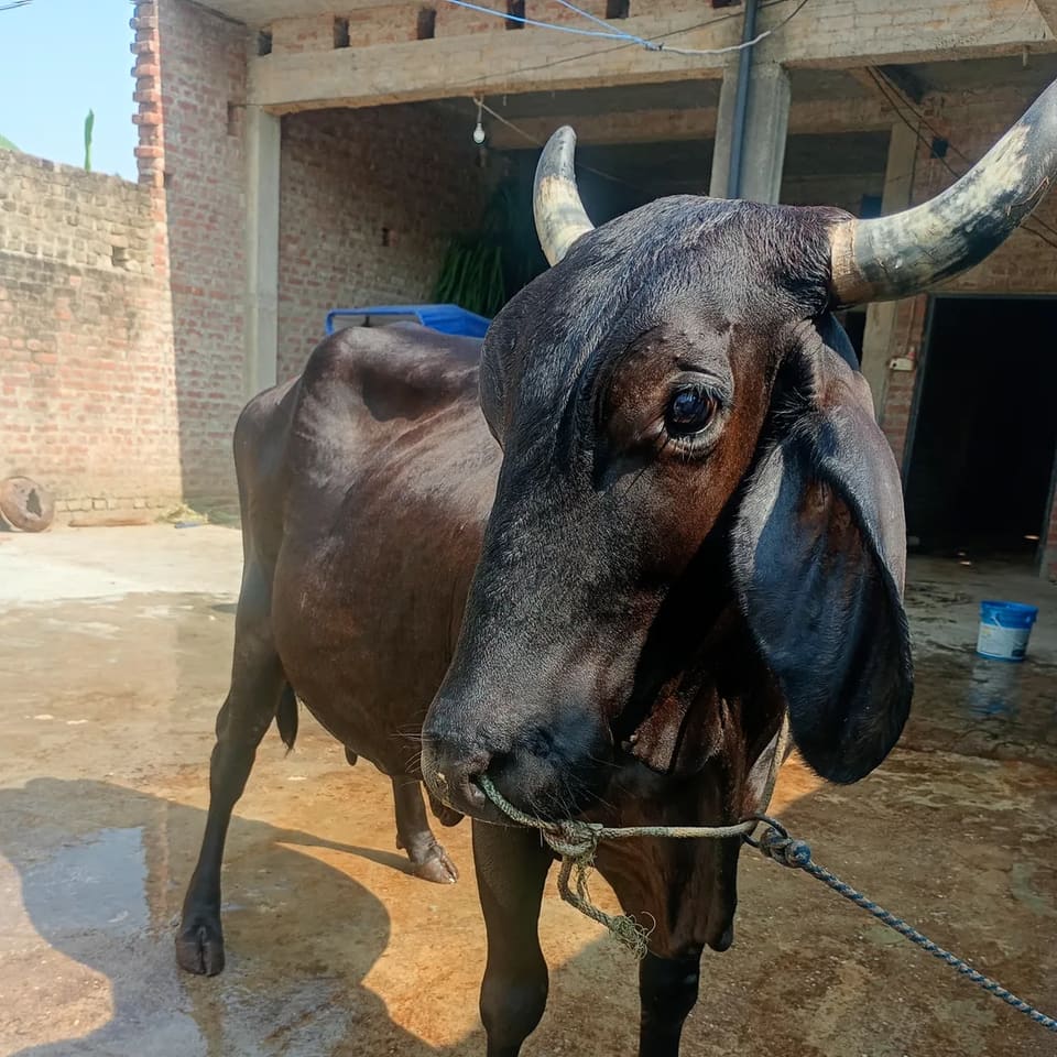 Others Cow in  UTTAR PRADESH
