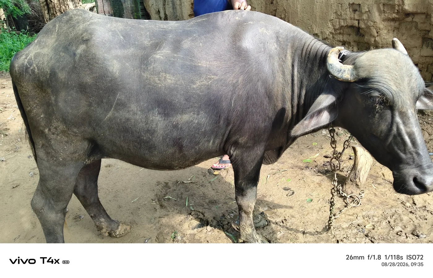 Murrah Buffalo in  UTTAR PRADESH